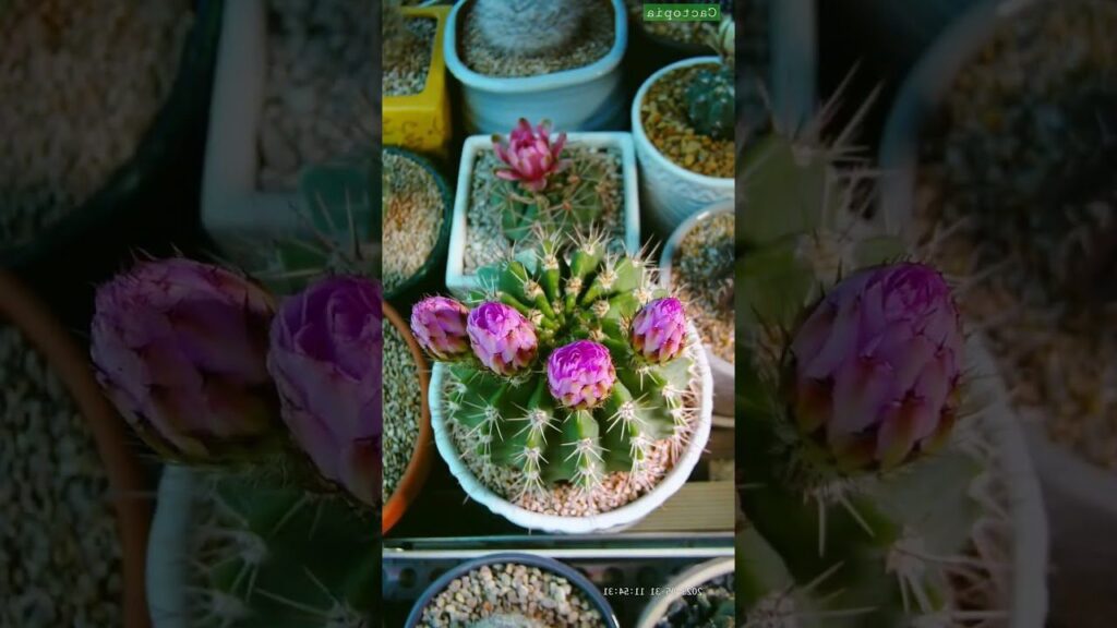 acanthocalycium guia completa