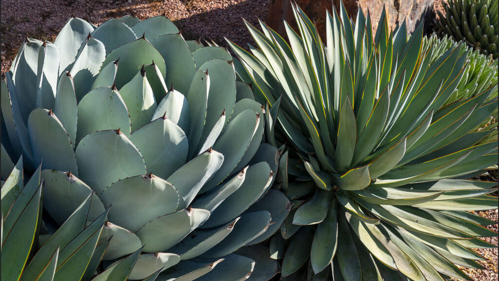 agave acicularis todo sobre esta suculenta