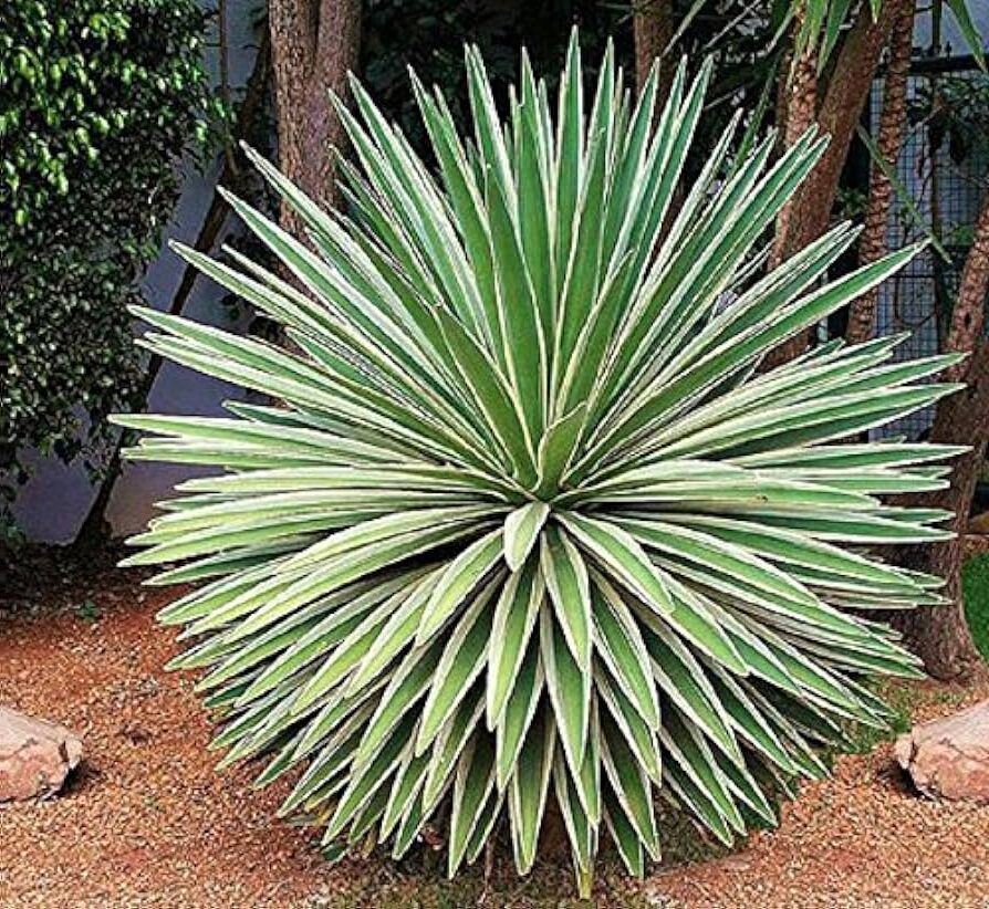 agave angustifolia todo sobre esta planta suculenta