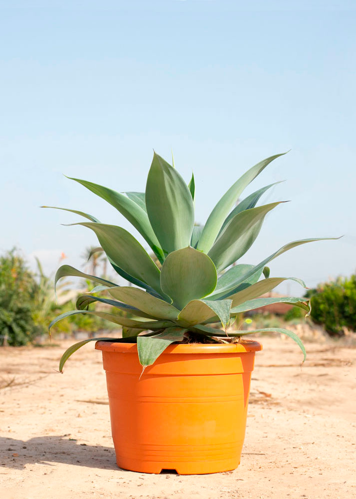 agave attenuata la suculenta perfecta