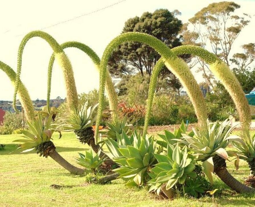 agave aurita la suculenta perfecta para tu jardin