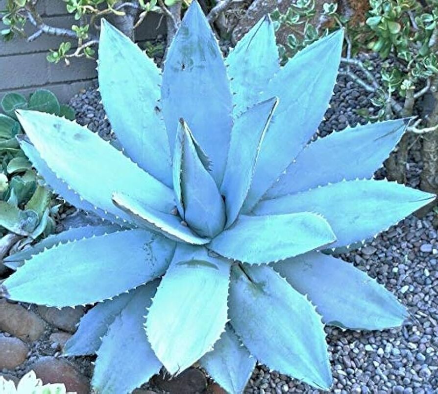 agave azurea la suculenta azul perfecta