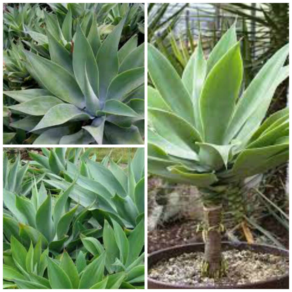 agave baccata guia completa en espanol sobre esta suculenta