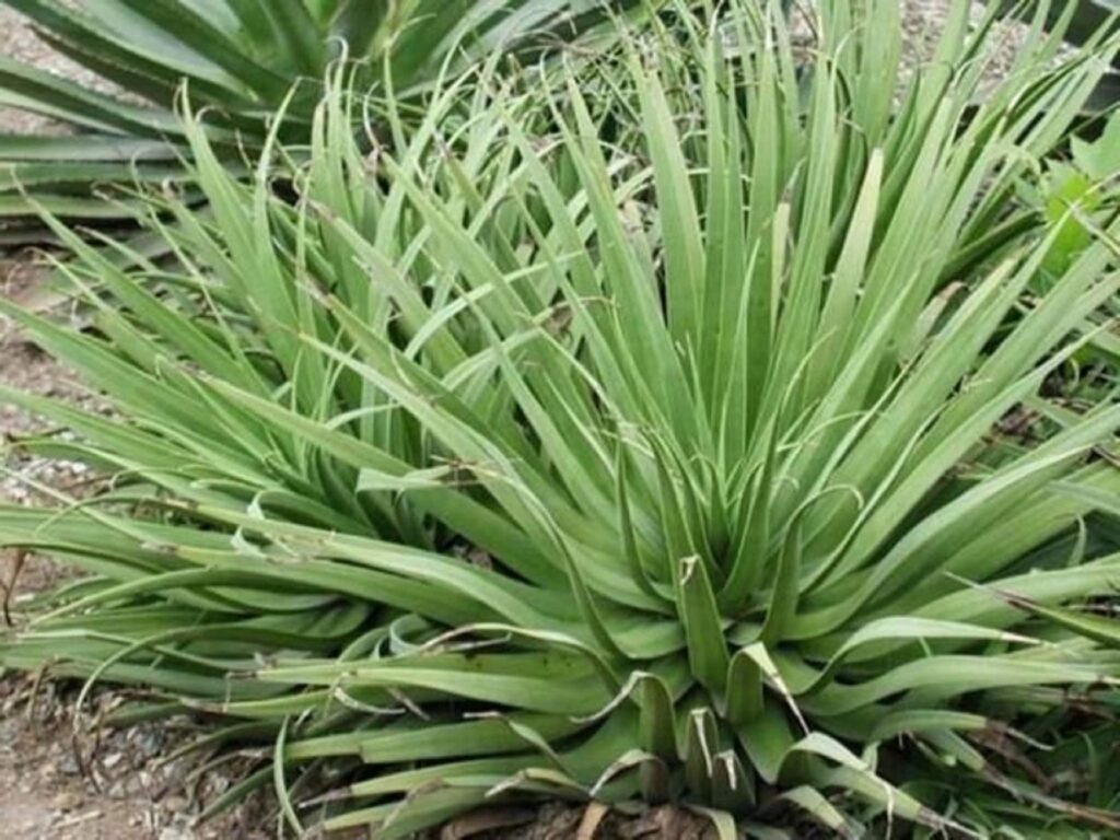 agave bracteosa la suculenta ideal para tu jardin