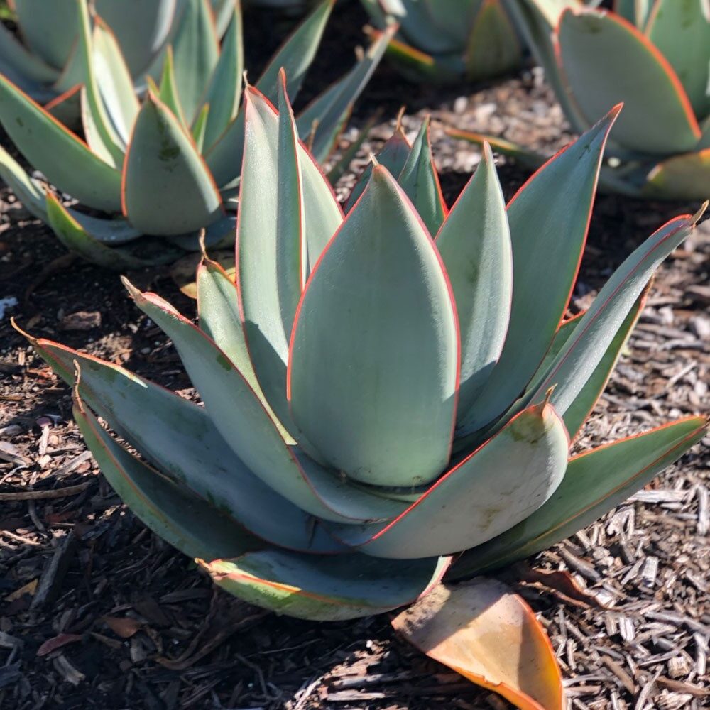 agave celsii guia completa de cuidados y propagacion