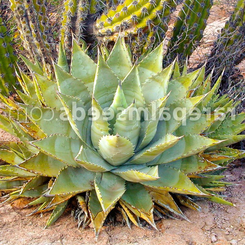 agave cerulata todo sobre esta planta suculenta