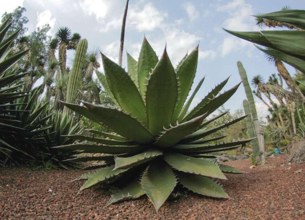 agave chazaroi la guia definitiva de cuidados y cultivo