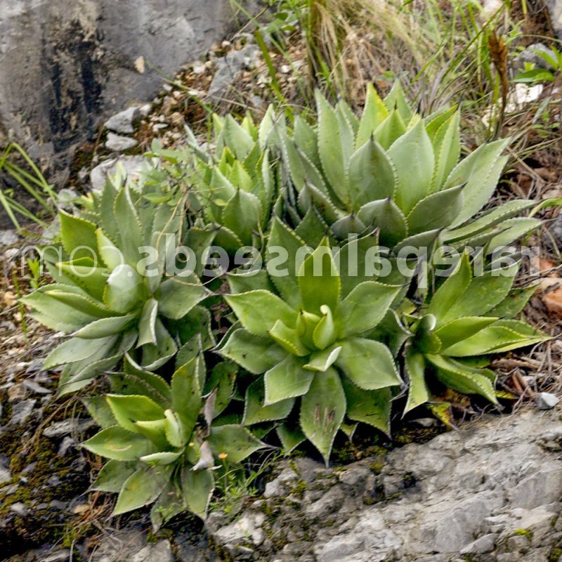 agave chiapensis todo sobre esta planta suculenta