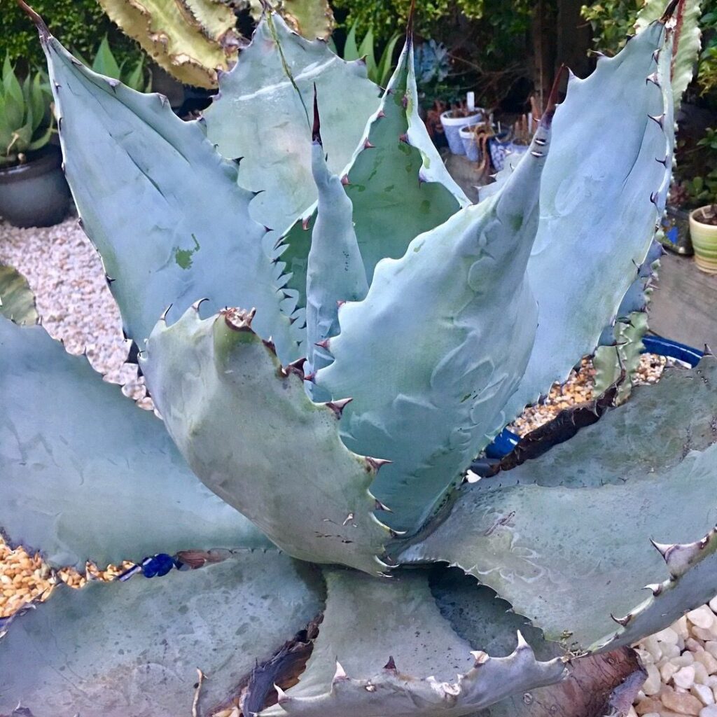 agave colorata la planta suculenta de hermosos colores