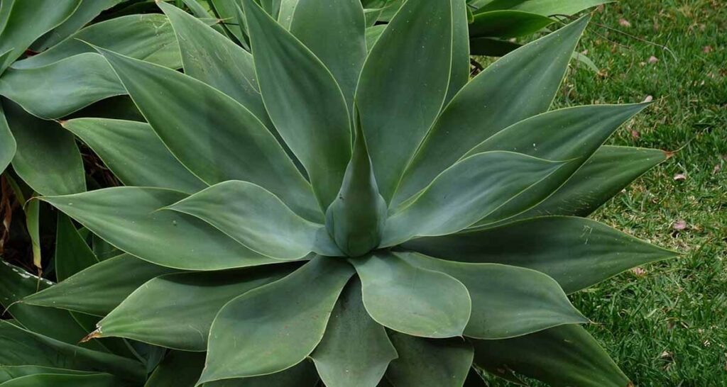 agave convallis la suculenta perfecta para tu jardin