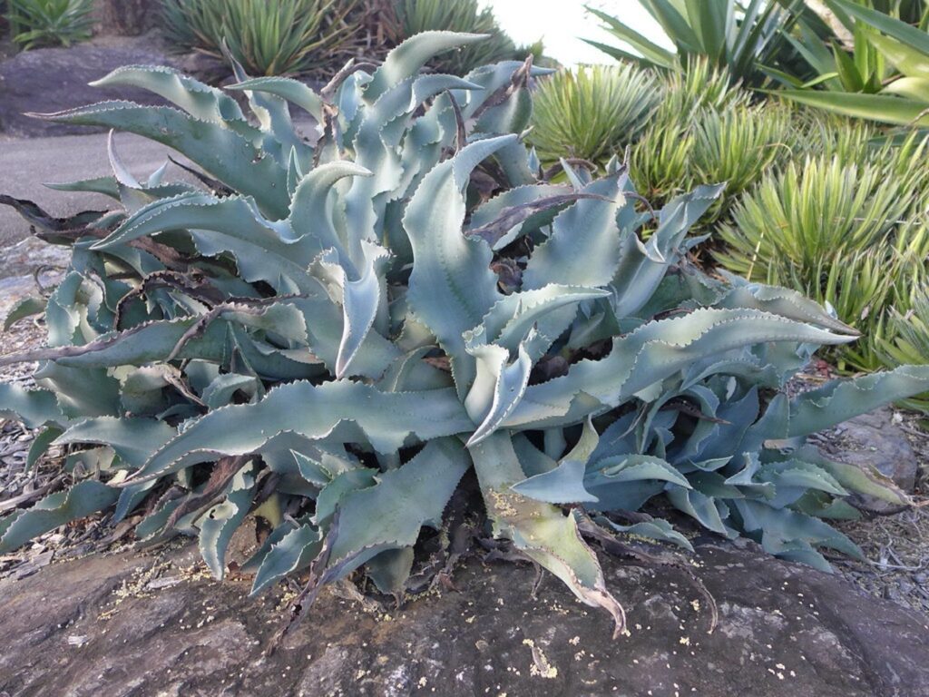 agave crenata guia completa sobre esta suculenta