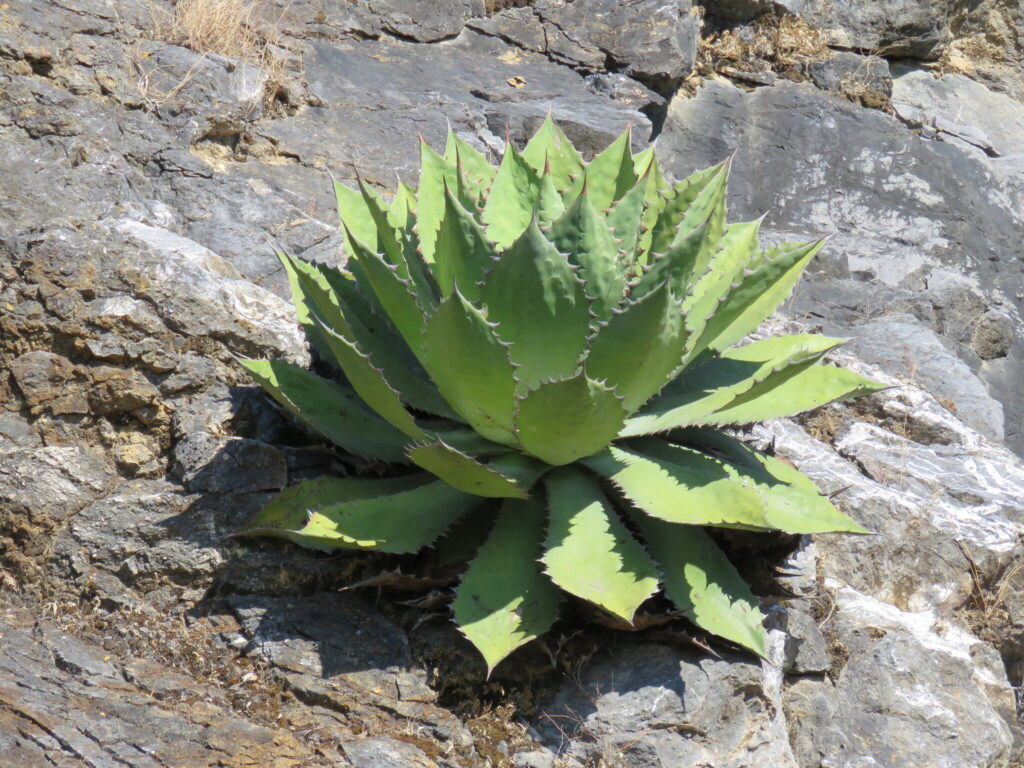 agave cupreata guia completa