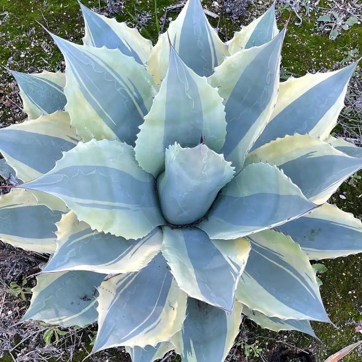 agave difformis guia completa