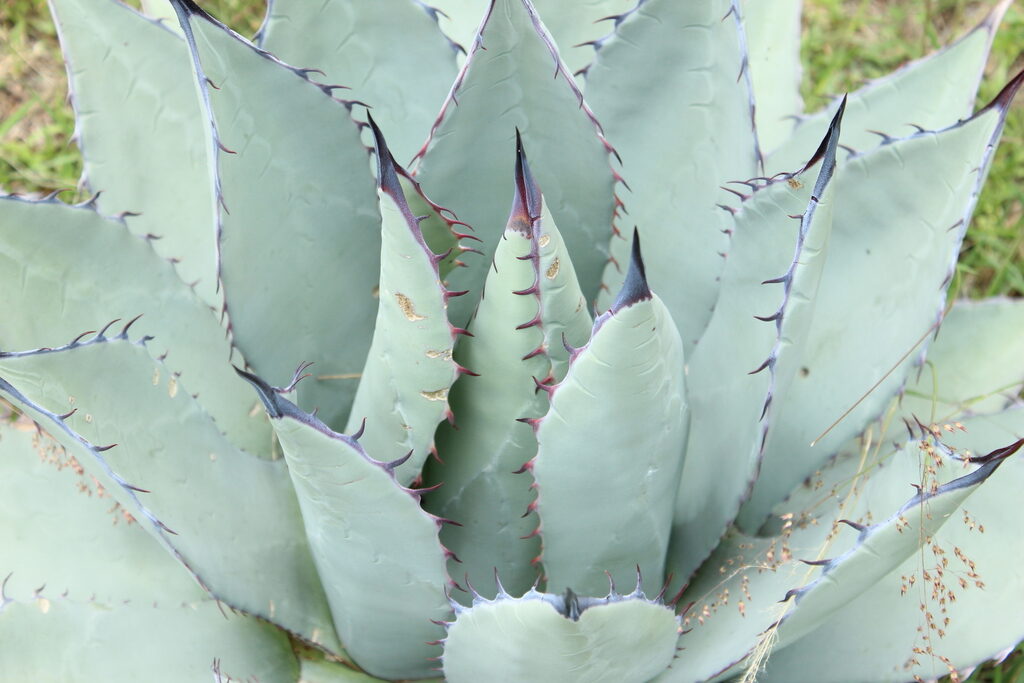 agave durangensis guia completa