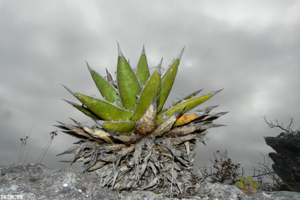 agave ehrenbergii guia completa