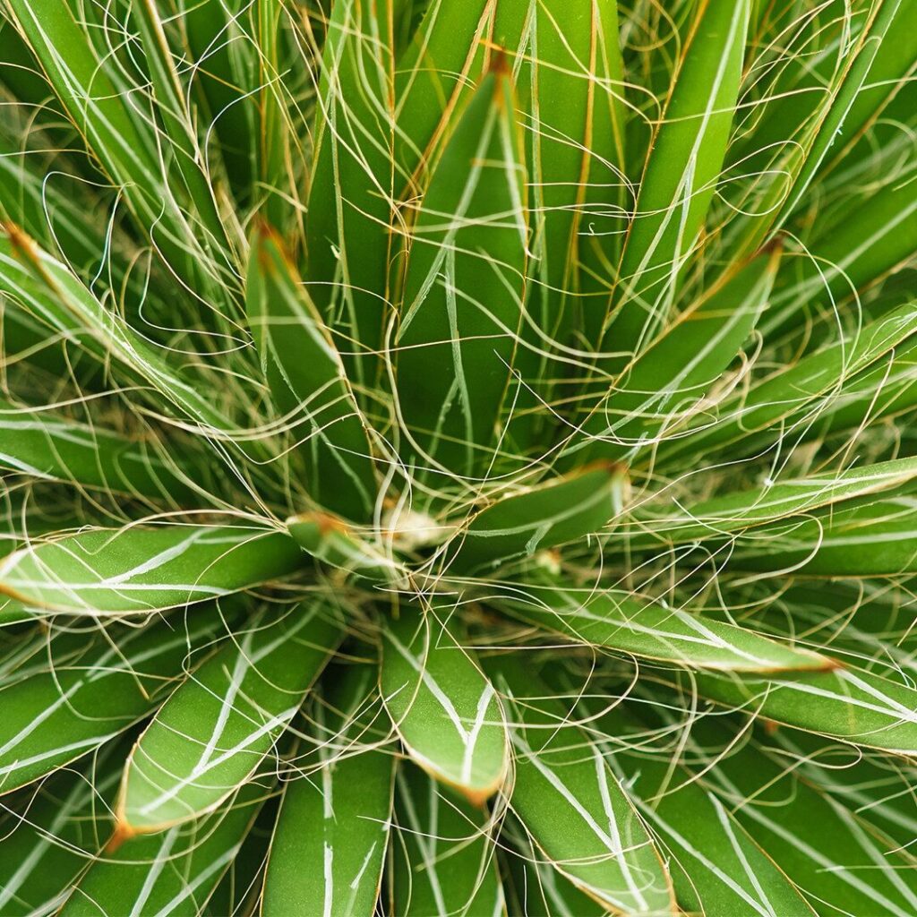 agave filifera guia completa