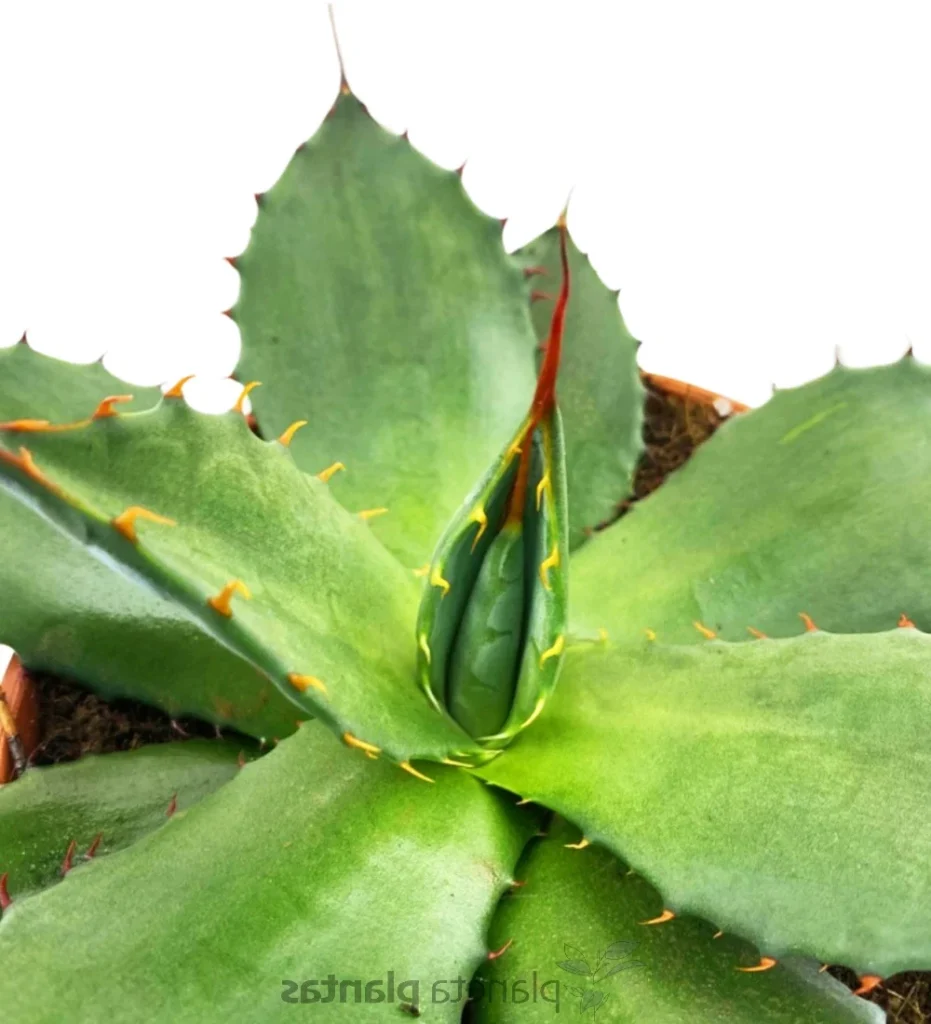 agave flexispina guia completa