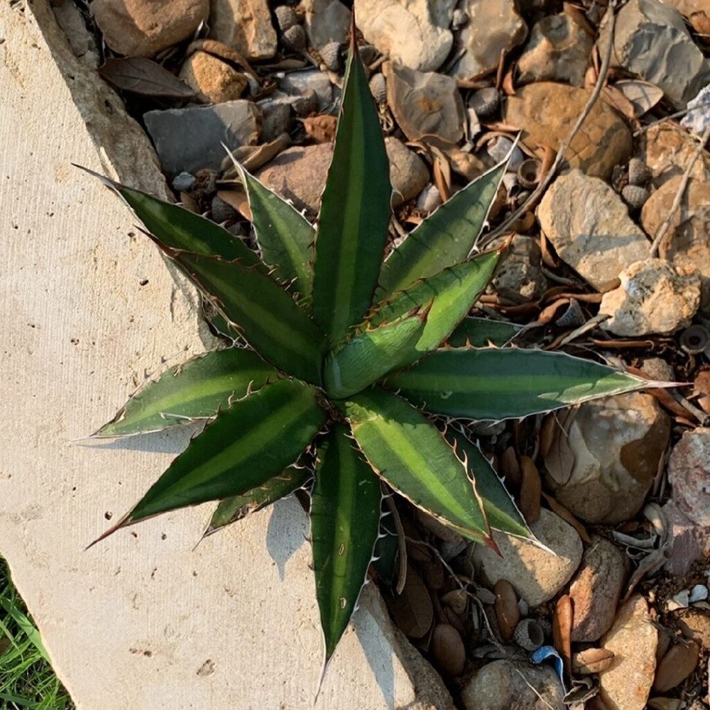 agave funkiana guia completa