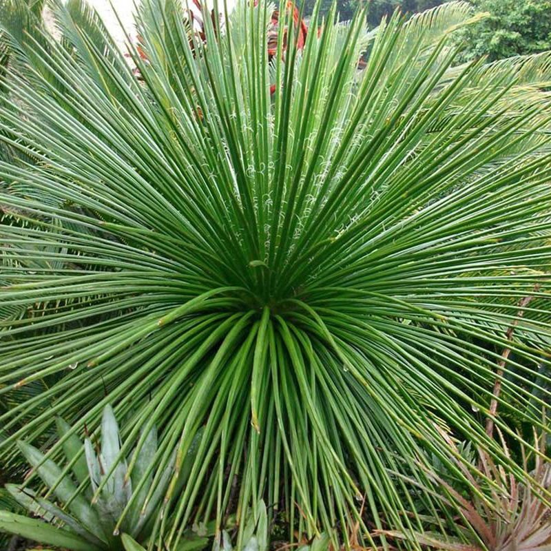 agave geminiflora guia completa