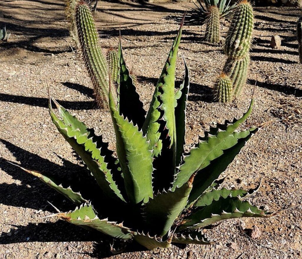 agave gentryi guia completa