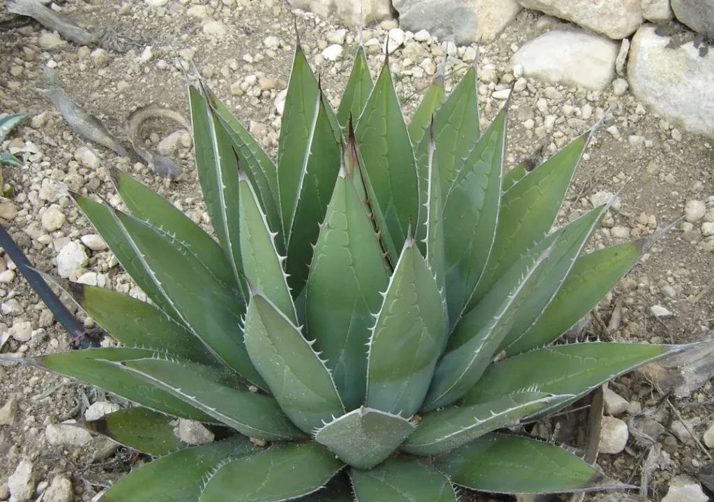 agave ghiesbreghtii guia completa