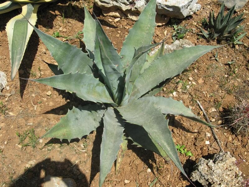 agave gigantensis guia completa