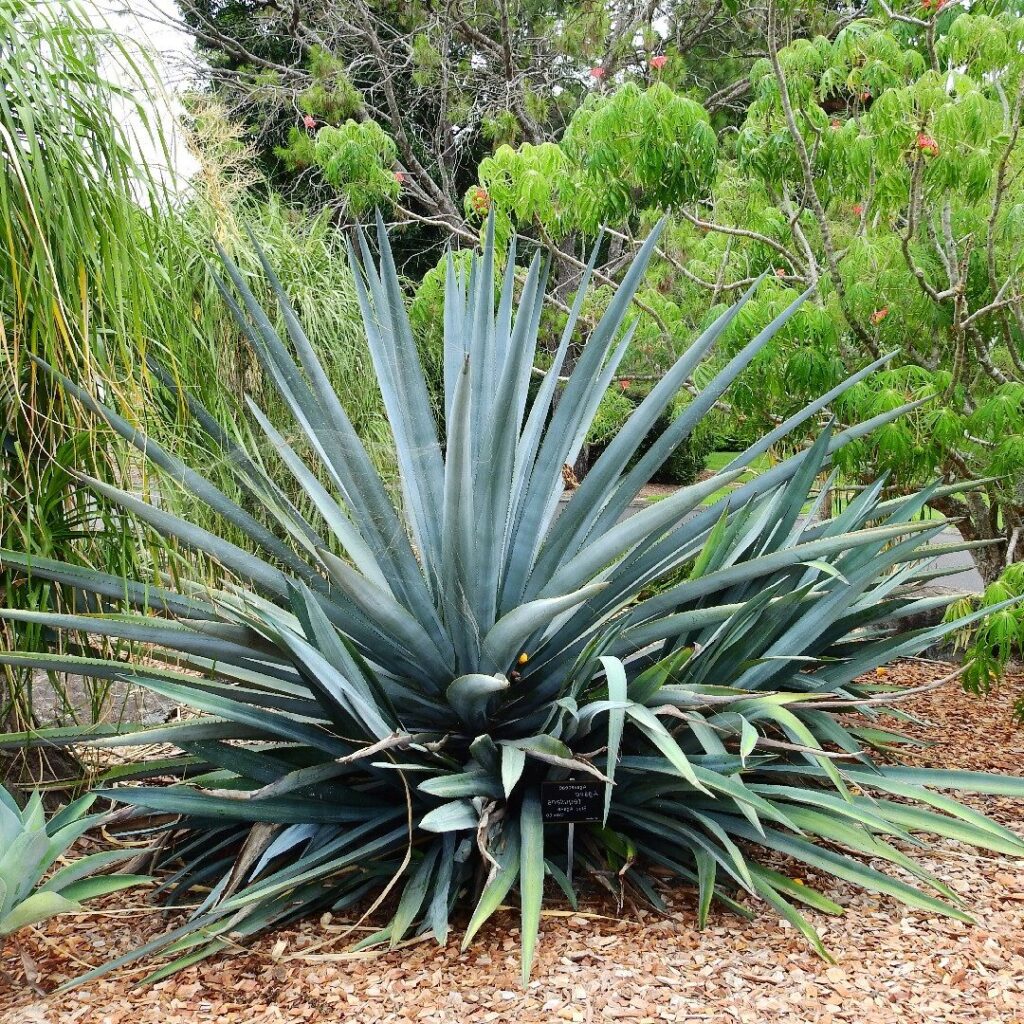 agave gracilis guia completa