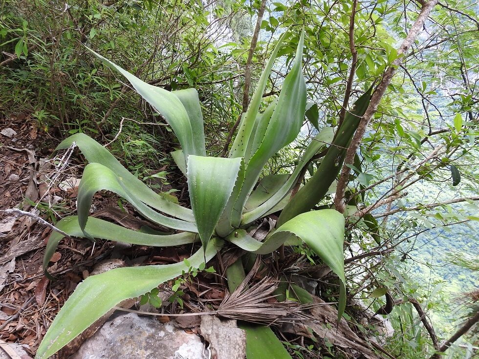 agave grijalvensis guia completa