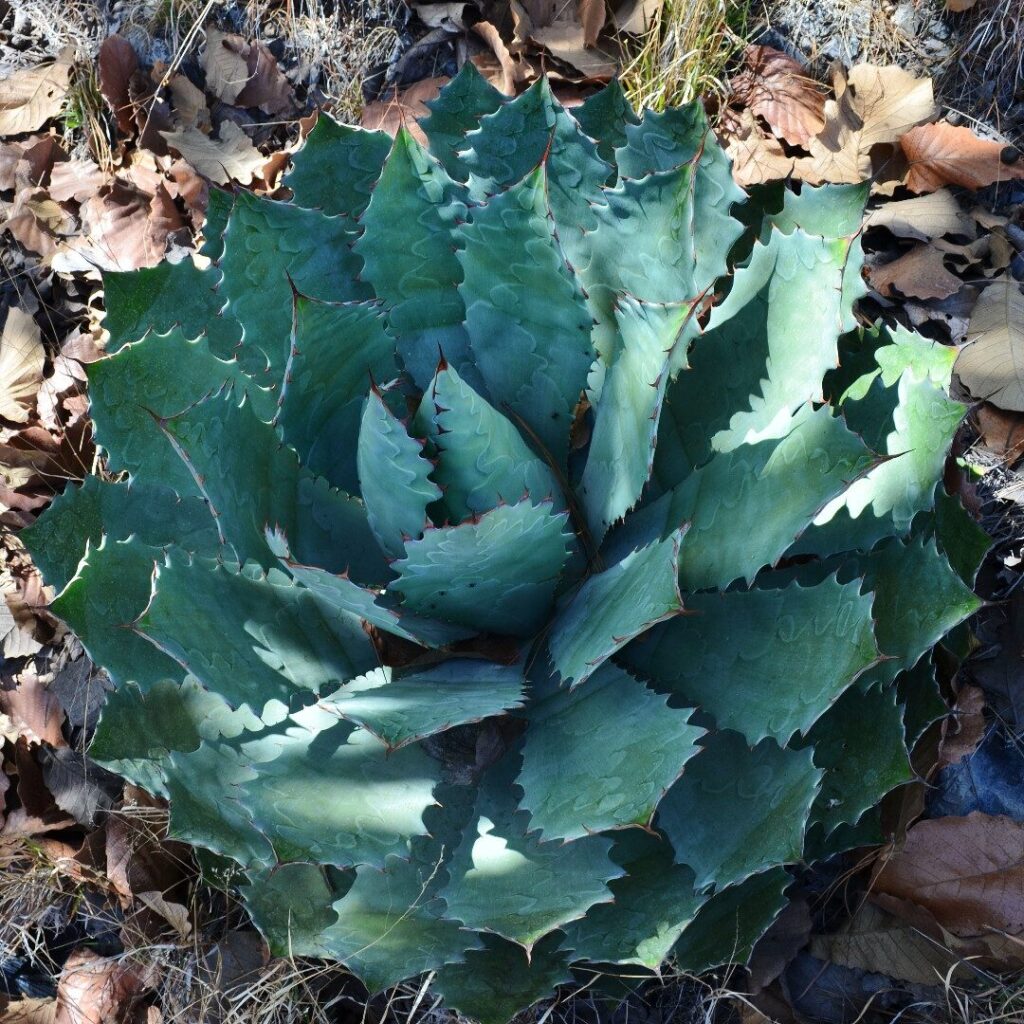 agave guadalajarana guia completa