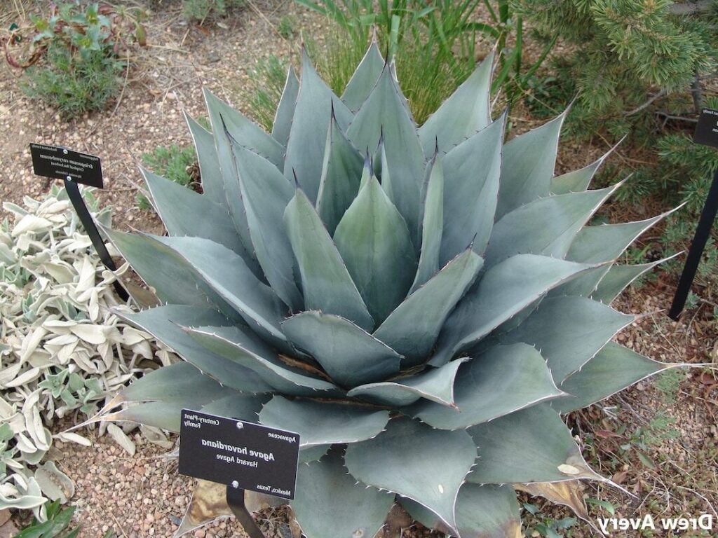 agave havardiana guia completa