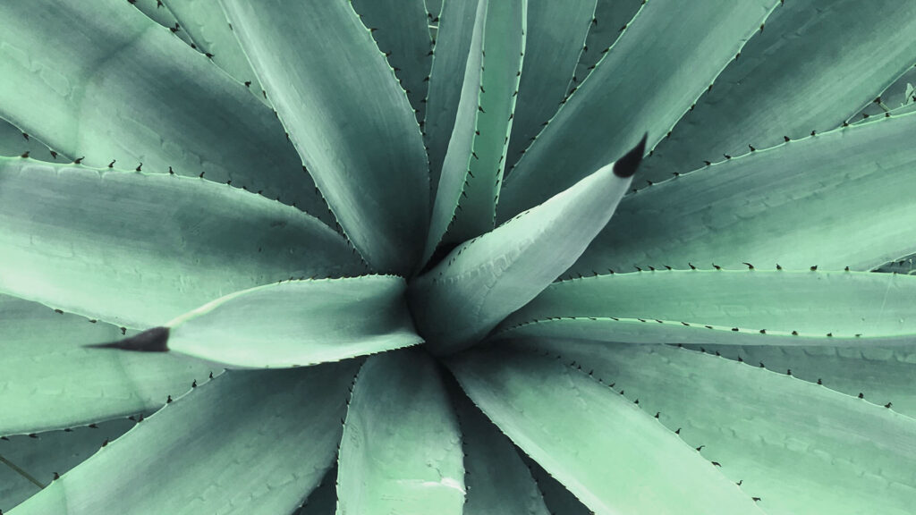 agave hiemiflora guia completa