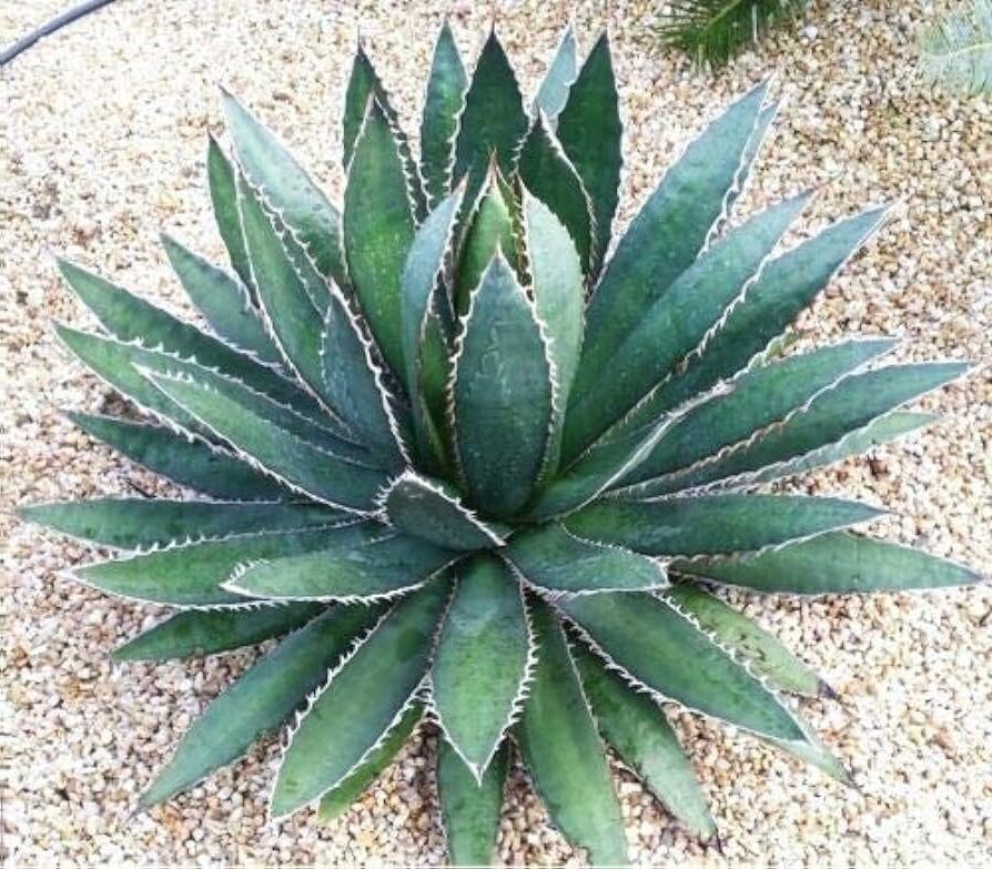 agave horrida caracteristicas y cuidados