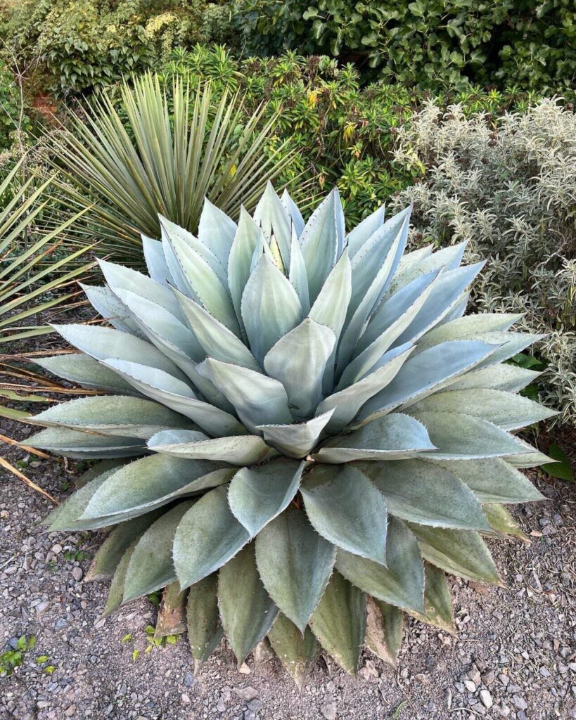 agave humilis guia completa