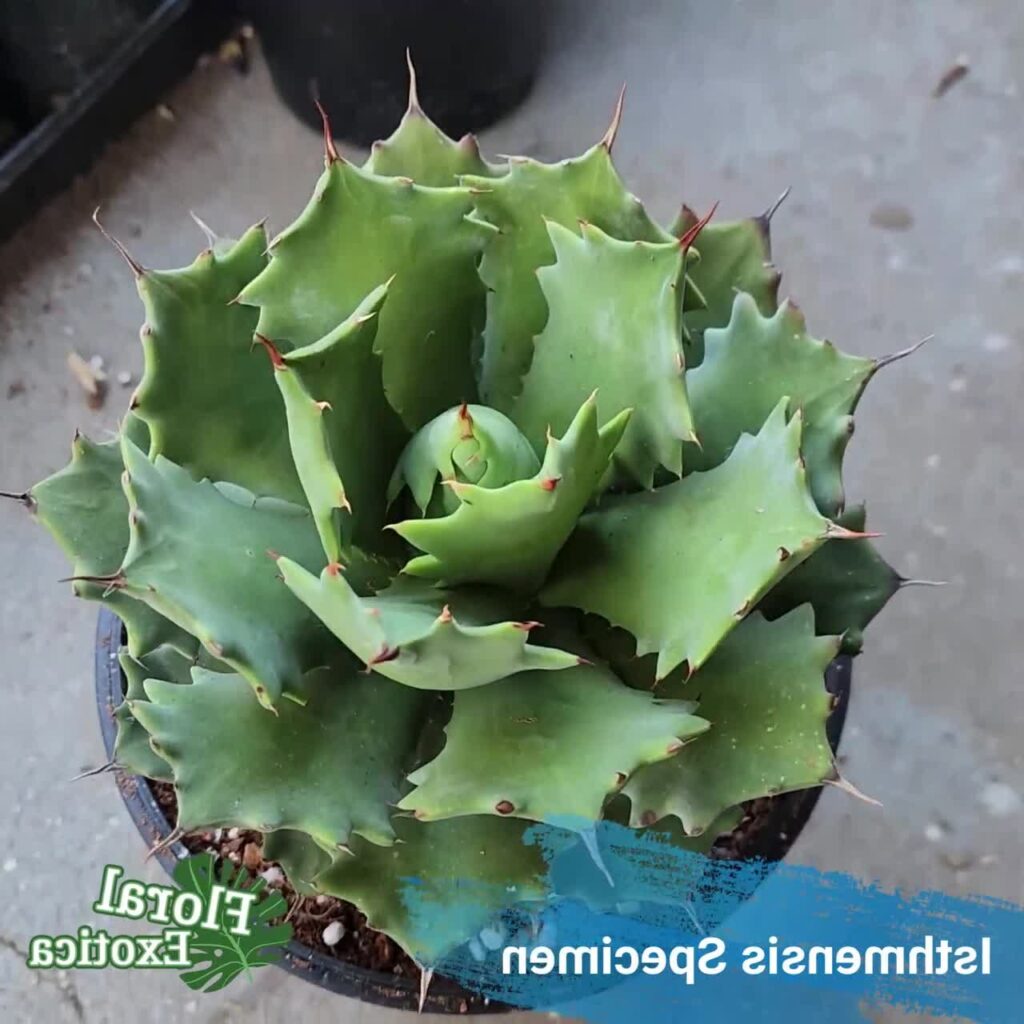 agave isthmensis guia completa