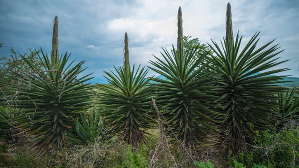 agave karwinskii guia completa