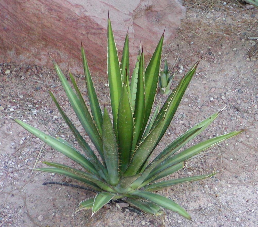 agave lechuguilla guia completa