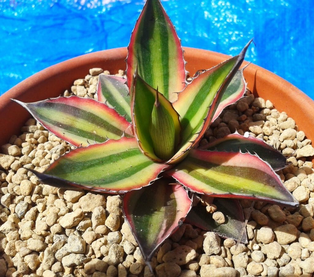 agave lophantha guia completa