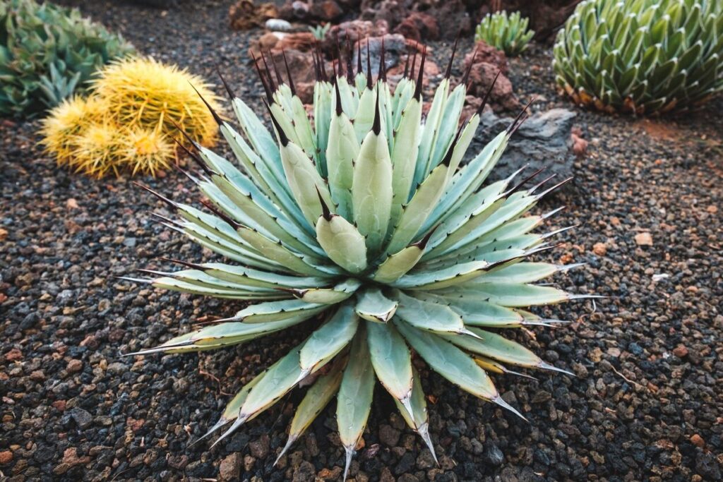 agave macroacantha guia completa