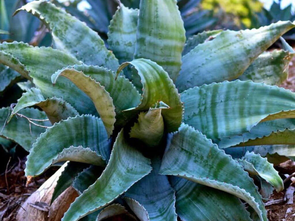 agave marmorata guia completa