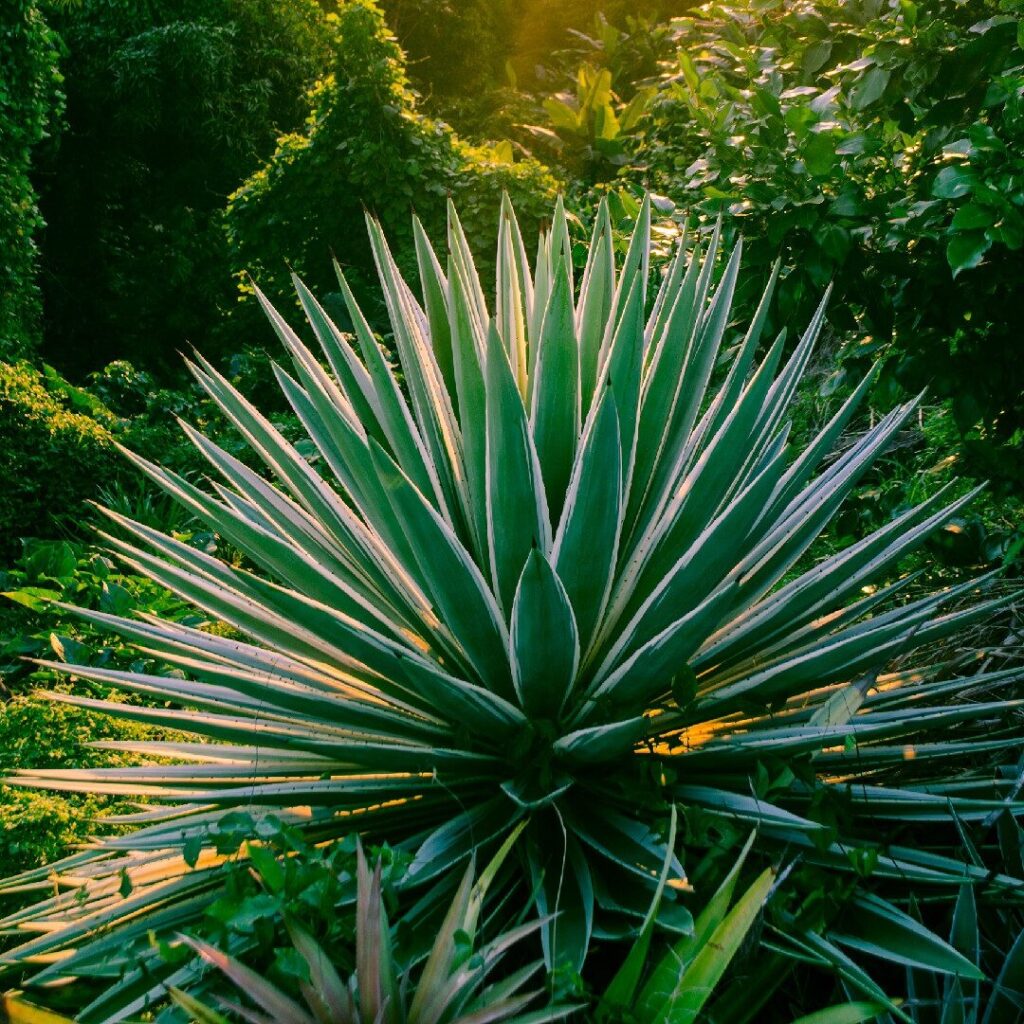 agave maxima guia completa