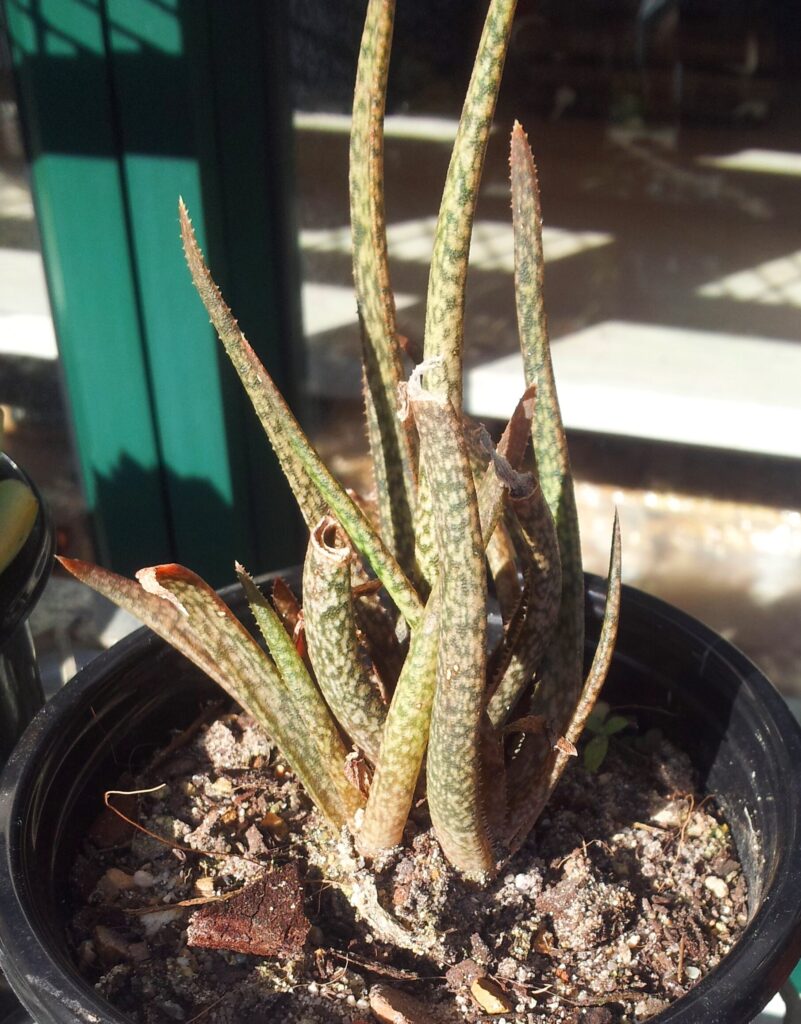 aloe albiflora la suculenta de flores blancas