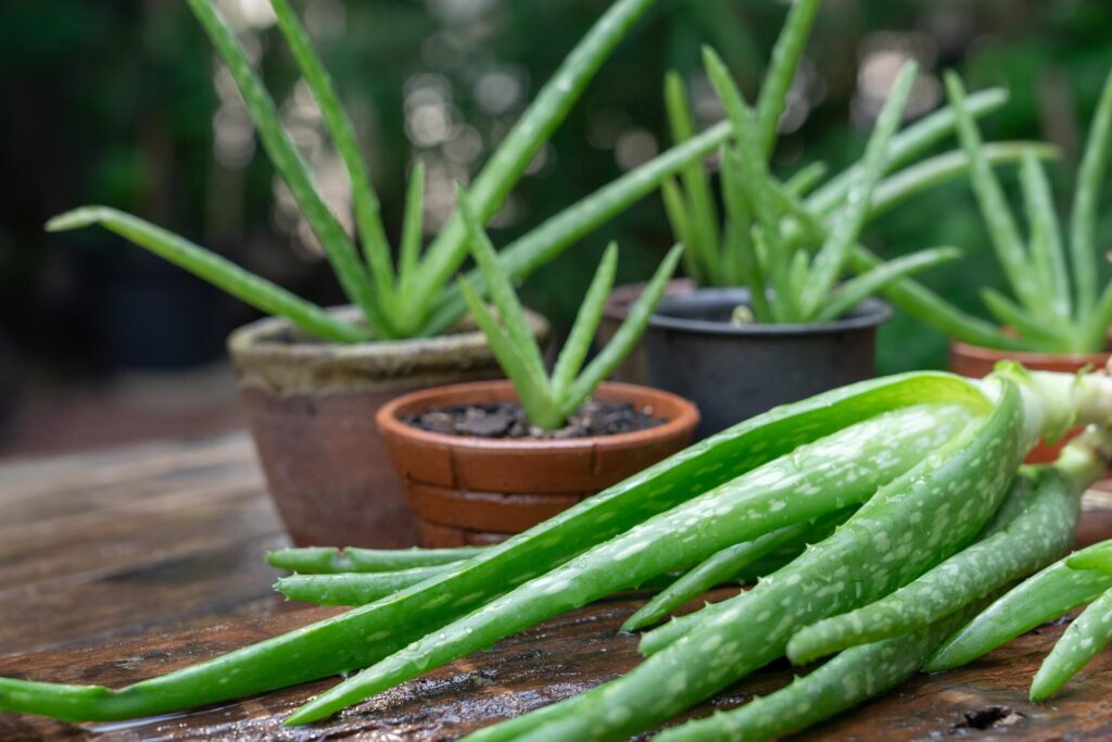 aloe angelica guia completa de cuidados y propiedades