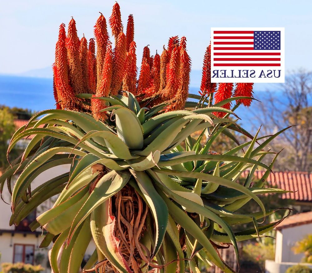 aloe barberae la suculenta gigante de sudafrica