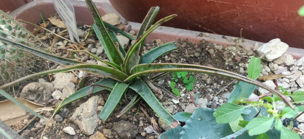 aloe bellatula guia completa de cuidados y propagacion