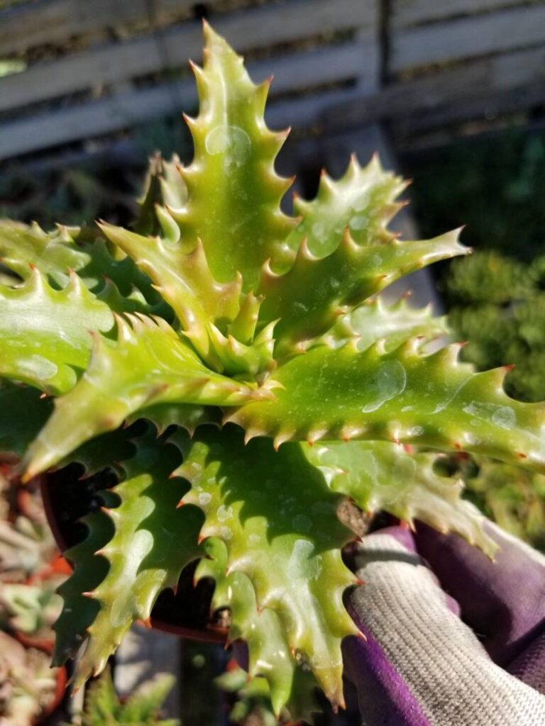 aloe buettneri la suculenta resistente para tu jardin