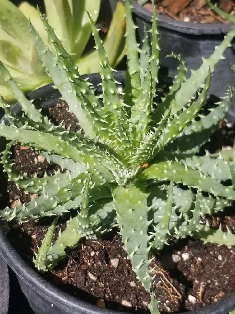 aloe calitzdorpensis la suculenta preciosa de calitzdorp