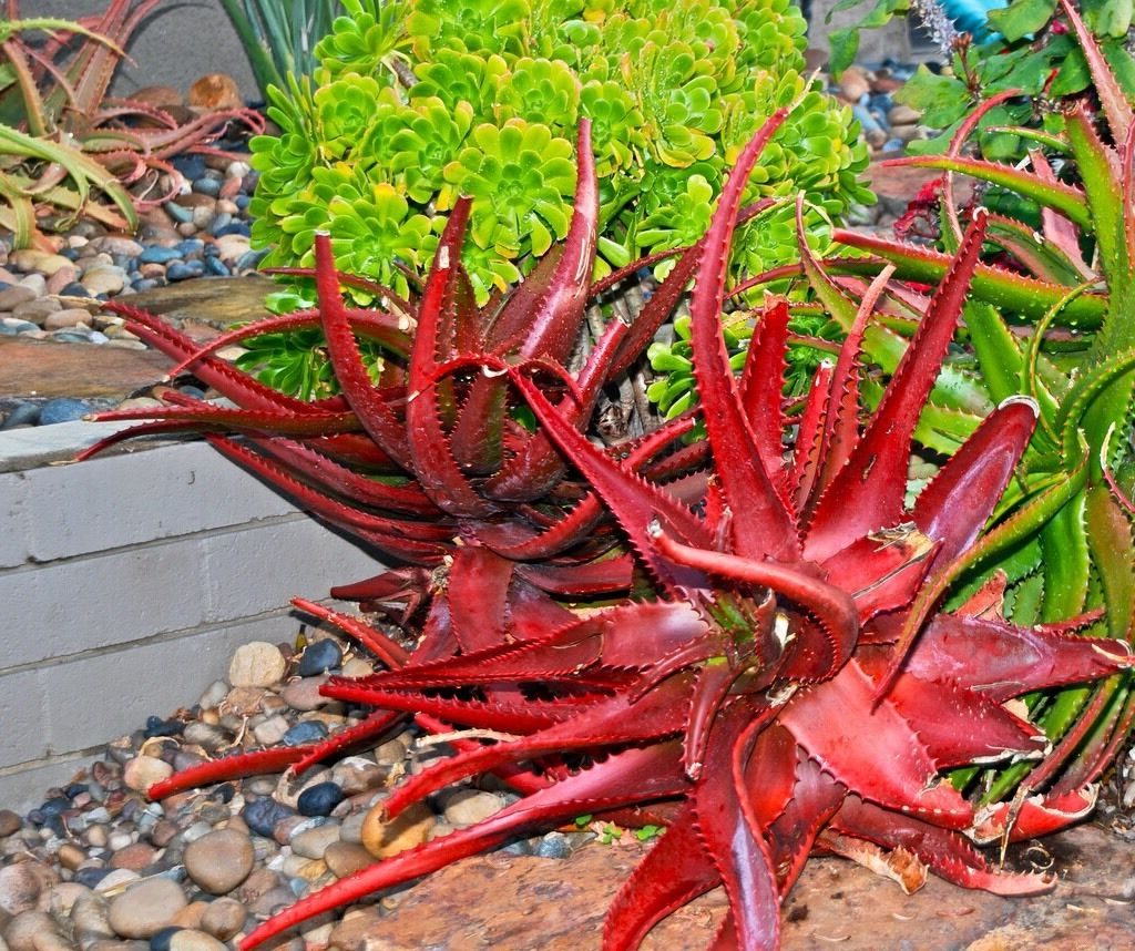 aloe cameronii la suculenta roja