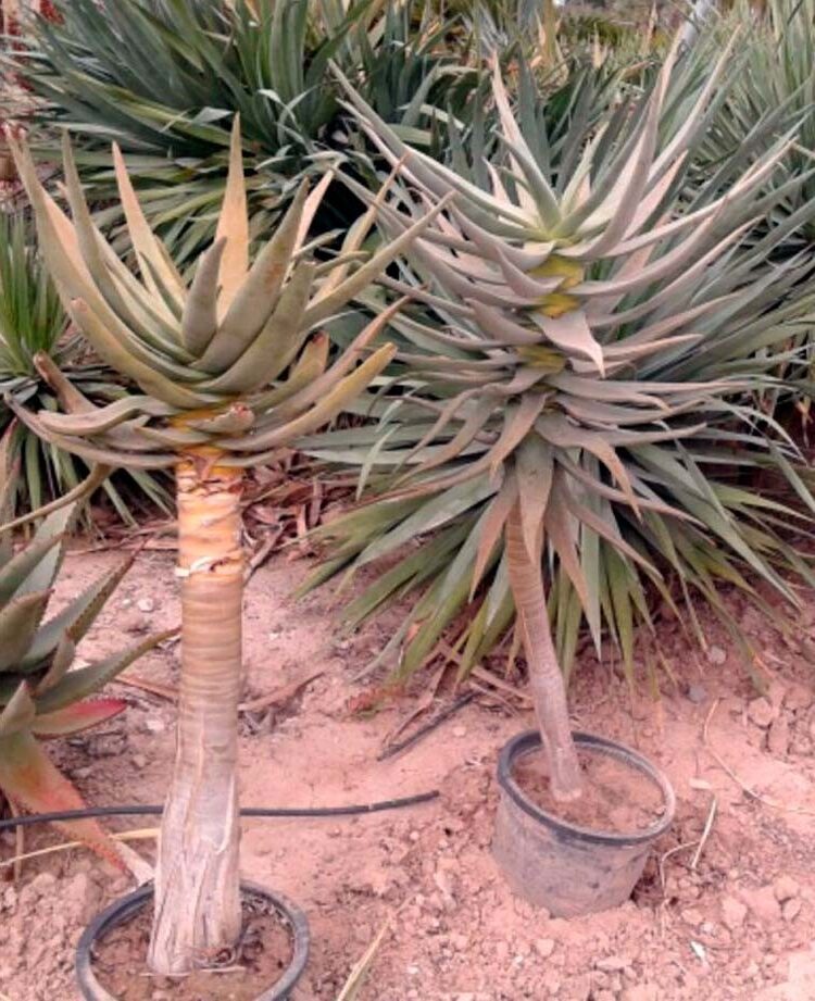 aloe dichotoma la suculenta perfecta para tu jardin