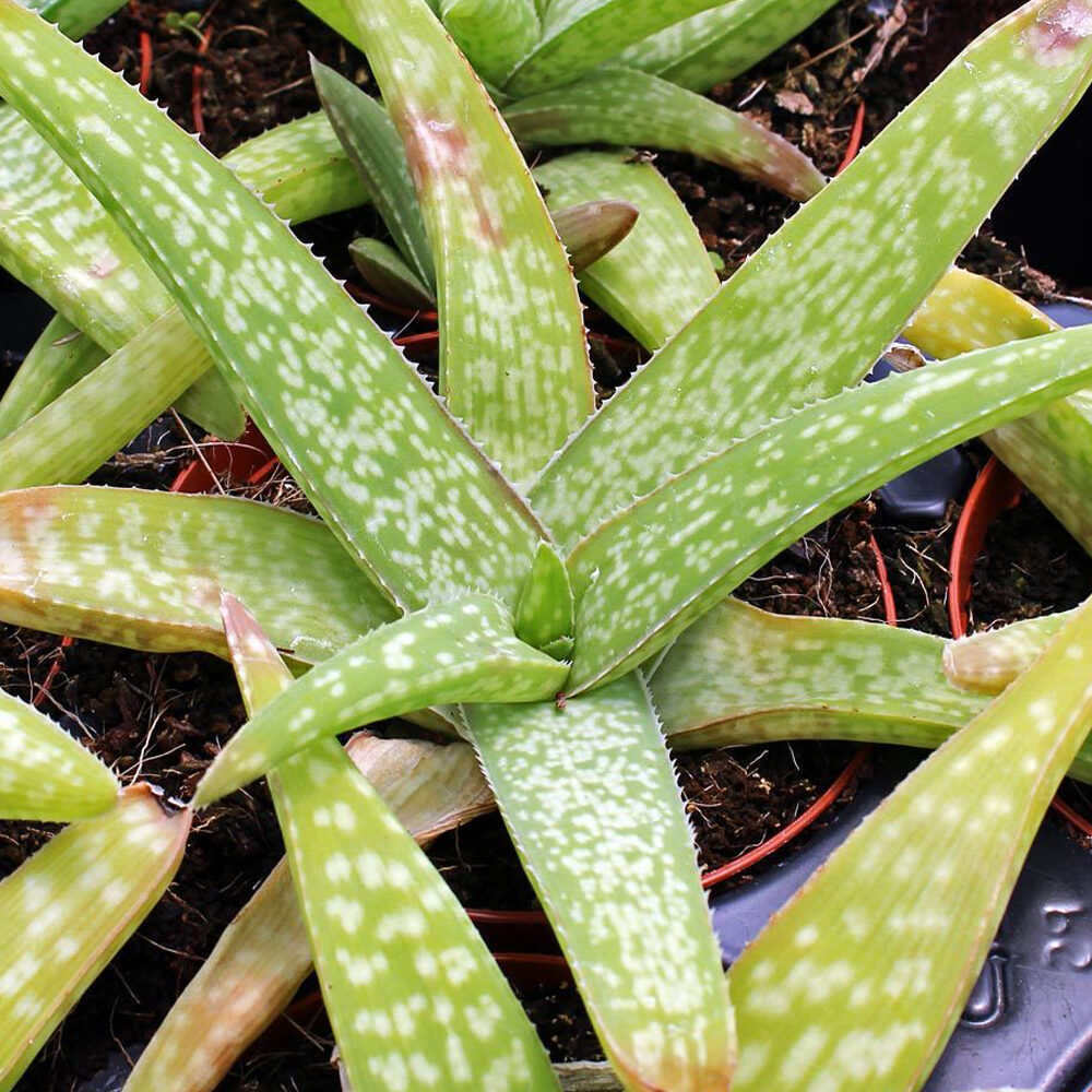 aloe ellenbeckii la planta suculenta perfecta para tu hogar