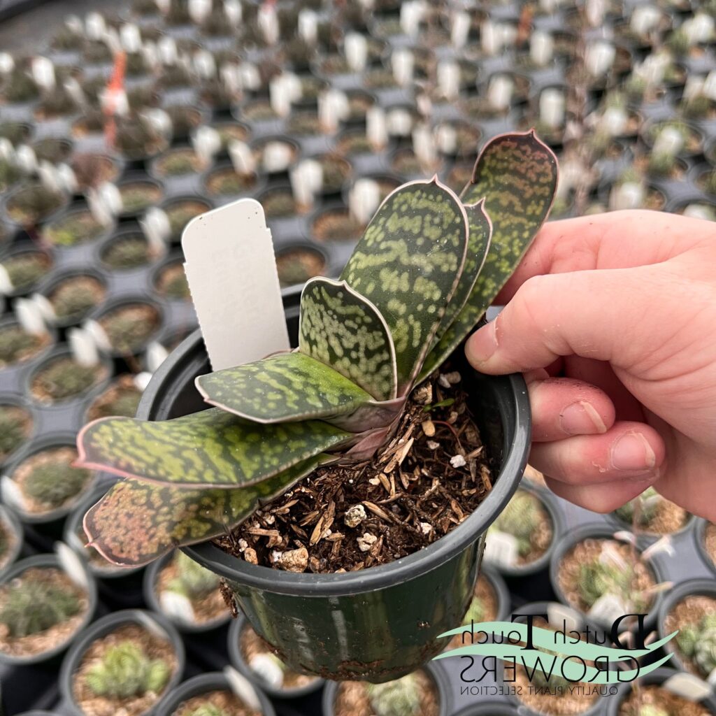 aloe ernestii todo sobre esta suculenta